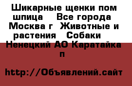 Шикарные щенки пом шпица  - Все города, Москва г. Животные и растения » Собаки   . Ненецкий АО,Каратайка п.